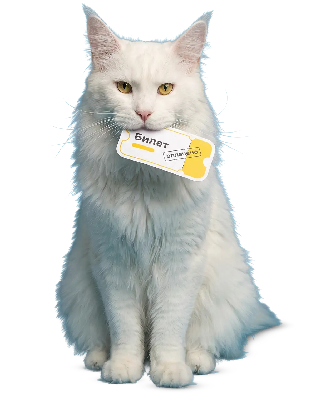 Котик